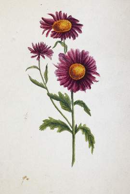 Bild Nr.5: 145-4725 Sammlung: (Künstlergraphik)