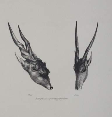 Bild Nr.1: 145-529 Cornwallis-Harris,W.: (Jagd)