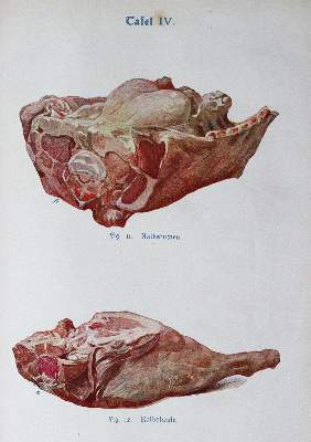 Bild Nr.3: 145-583 Sammlung: (Küche und Haushalt, Kochbücher)