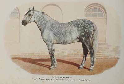 Bild Nr.5: 145-608 Afanasjew,S.W. u. W.N.Ljachow.: (Land- und Forstwirtschaft, Tierhaltung, Pferdezucht)