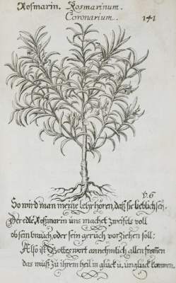 Bild Nr.1: 145-88 (Hohberg,W.H.v.).: (Emblemata)