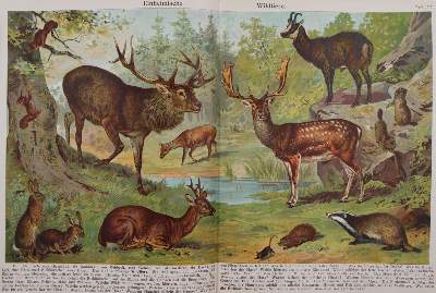 Bild Nr.1: 145-916 Sammlung: (Children´s books)