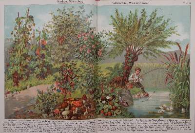 Bild Nr.5: 145-916 Sammlung: (Children´s books)